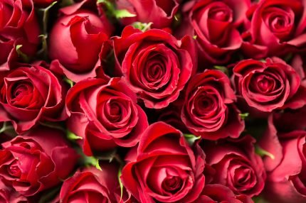 Bouquet de Rosas
