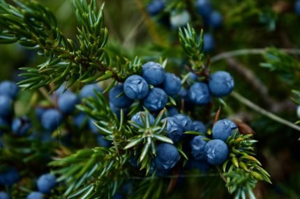 Moras & Pino