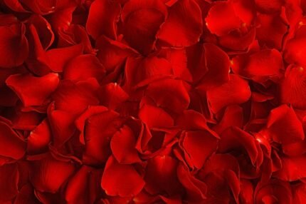 Petalos de Rosa