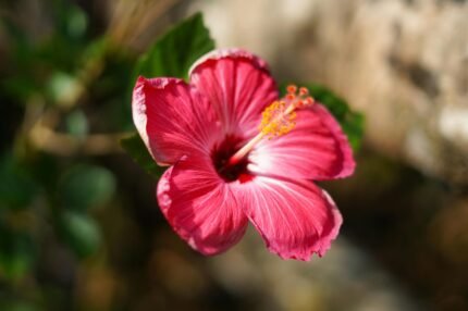 Flores de Hawaii