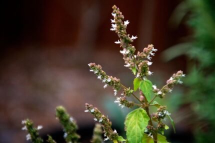 Palo Santo & Patchouli