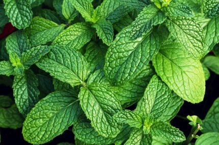 Menta